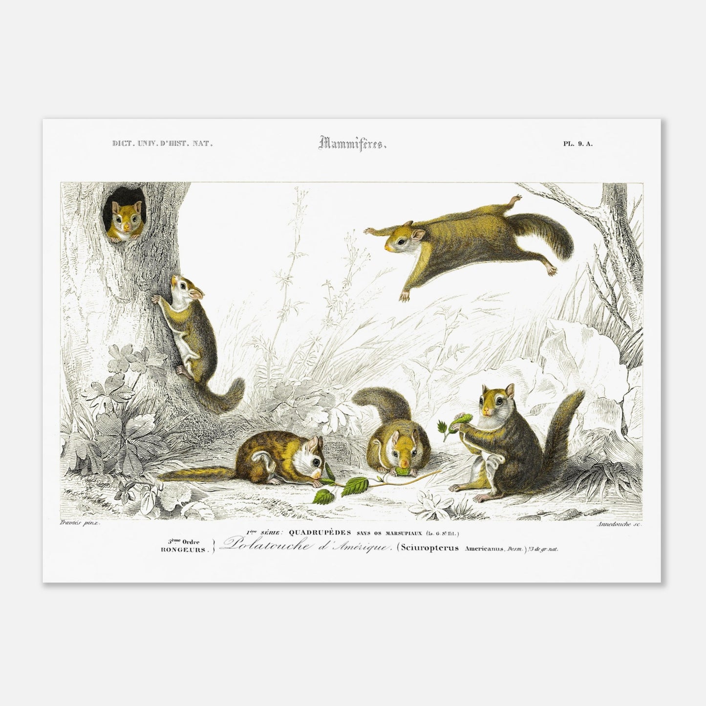 Planche de mammifères : Polatouche d’Amérique par Charles d'Orbigny (30x40 cm). Illustration naturaliste de quatre écureuils volants dans un environnement boisé, certains grimpant à un arbre, d'autres en vol, avec des numérotations et des légendes.