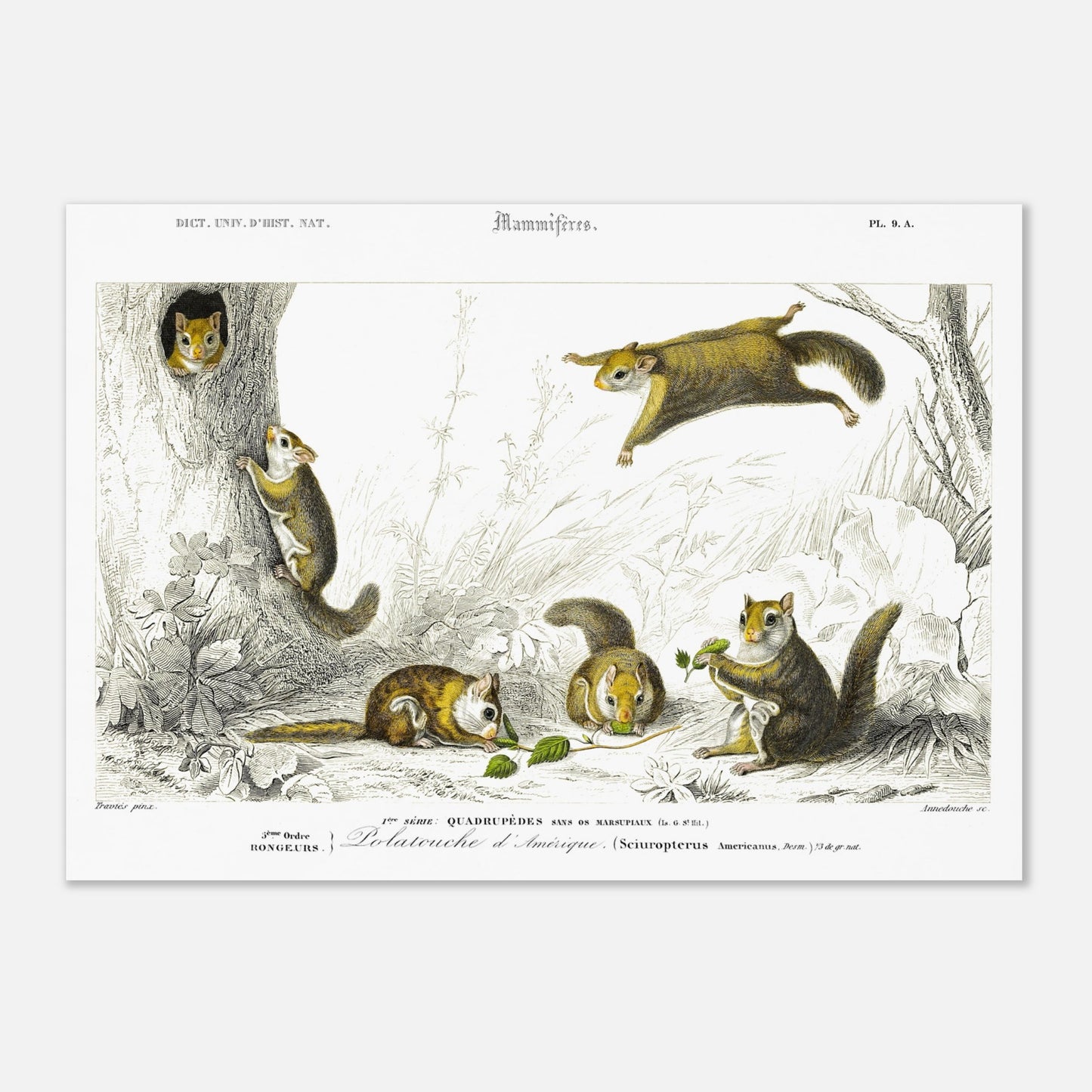 Planche de mammifères : Polatouche d’Amérique par Charles d'Orbigny (42x59,4 cm (A2)). Illustration naturaliste de quatre écureuils volants dans un environnement boisé, certains grimpant à un arbre, d'autres en vol, avec des numérotations et des légendes.