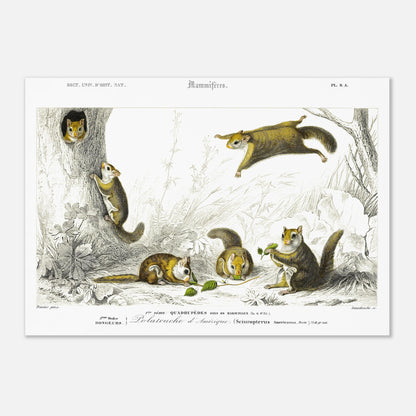 Planche de mammifères : Polatouche d’Amérique par Charles d'Orbigny (42x59,4 cm (A2)). Illustration naturaliste de quatre écureuils volants dans un environnement boisé, certains grimpant à un arbre, d'autres en vol, avec des numérotations et des légendes.