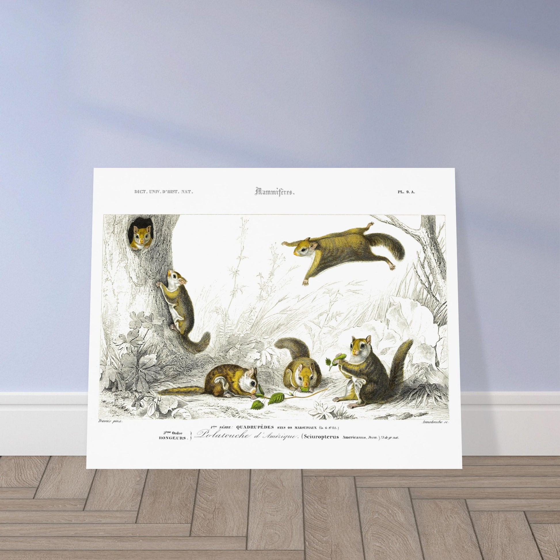 Planche de mammifères : Polatouche d’Amérique par Charles d'Orbigny. Illustration naturaliste de quatre écureuils volants dans un environnement boisé, certains grimpant à un arbre, d'autres en vol, avec des numérotations et des légendes. Image d'illustration 5