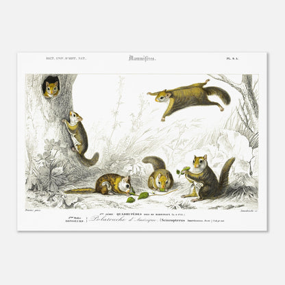 Planche de mammifères : Polatouche d’Amérique par Charles d'Orbigny (50x70 cm). Illustration naturaliste de quatre écureuils volants dans un environnement boisé, certains grimpant à un arbre, d'autres en vol, avec des numérotations et des légendes.