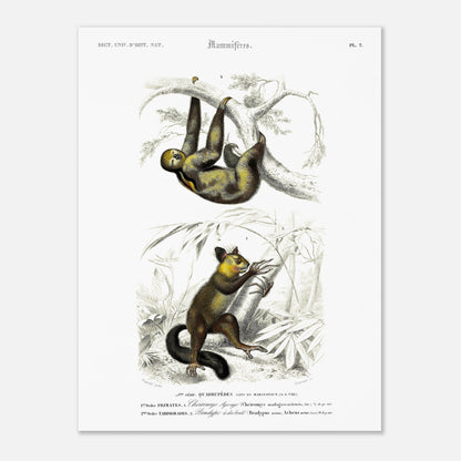 Planche de mammifères : Aye-aye et Bradype par d'Orbigny (30x40 cm). Illustration naturaliste du XIXe siècle montrant un paresseux suspendu à une branche en haut et un petit mammifère ressemblant à un lémurien en bas, dans un environnement végétal.