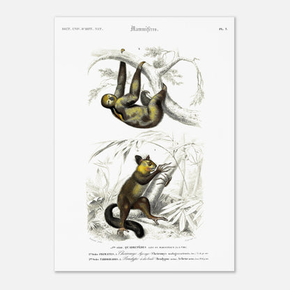 Planche de mammifères : Aye-aye et Bradype par d'Orbigny (42x59,4 cm (A2)). Illustration naturaliste du XIXe siècle montrant un paresseux suspendu à une branche en haut et un petit mammifère ressemblant à un lémurien en bas, dans un environnement végétal.