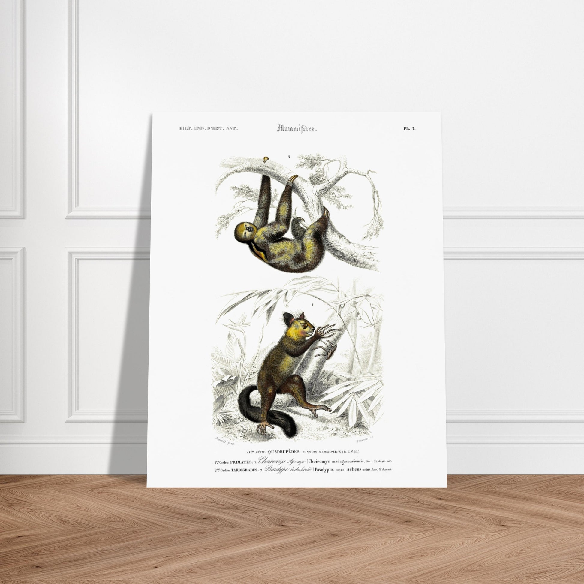 Planche de mammifères : Aye-aye et Bradype par d'Orbigny. Illustration naturaliste du XIXe siècle montrant un paresseux suspendu à une branche en haut et un petit mammifère ressemblant à un lémurien en bas, dans un environnement végétal. Image d'illustration 5