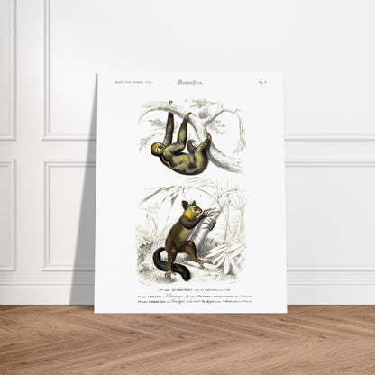 Planche de mammifères : Aye-aye et Bradype par d'Orbigny. Illustration naturaliste du XIXe siècle montrant un paresseux suspendu à une branche en haut et un petit mammifère ressemblant à un lémurien en bas, dans un environnement végétal. Image d'illustration 5