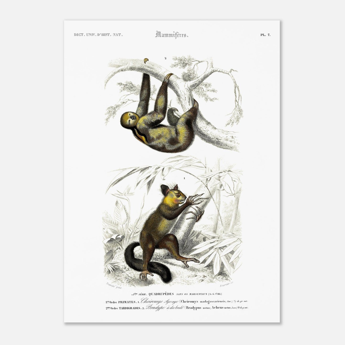 Planche de mammifères : Aye-aye et Bradype par d'Orbigny (50x70 cm). Illustration naturaliste du XIXe siècle montrant un paresseux suspendu à une branche en haut et un petit mammifère ressemblant à un lémurien en bas, dans un environnement végétal.