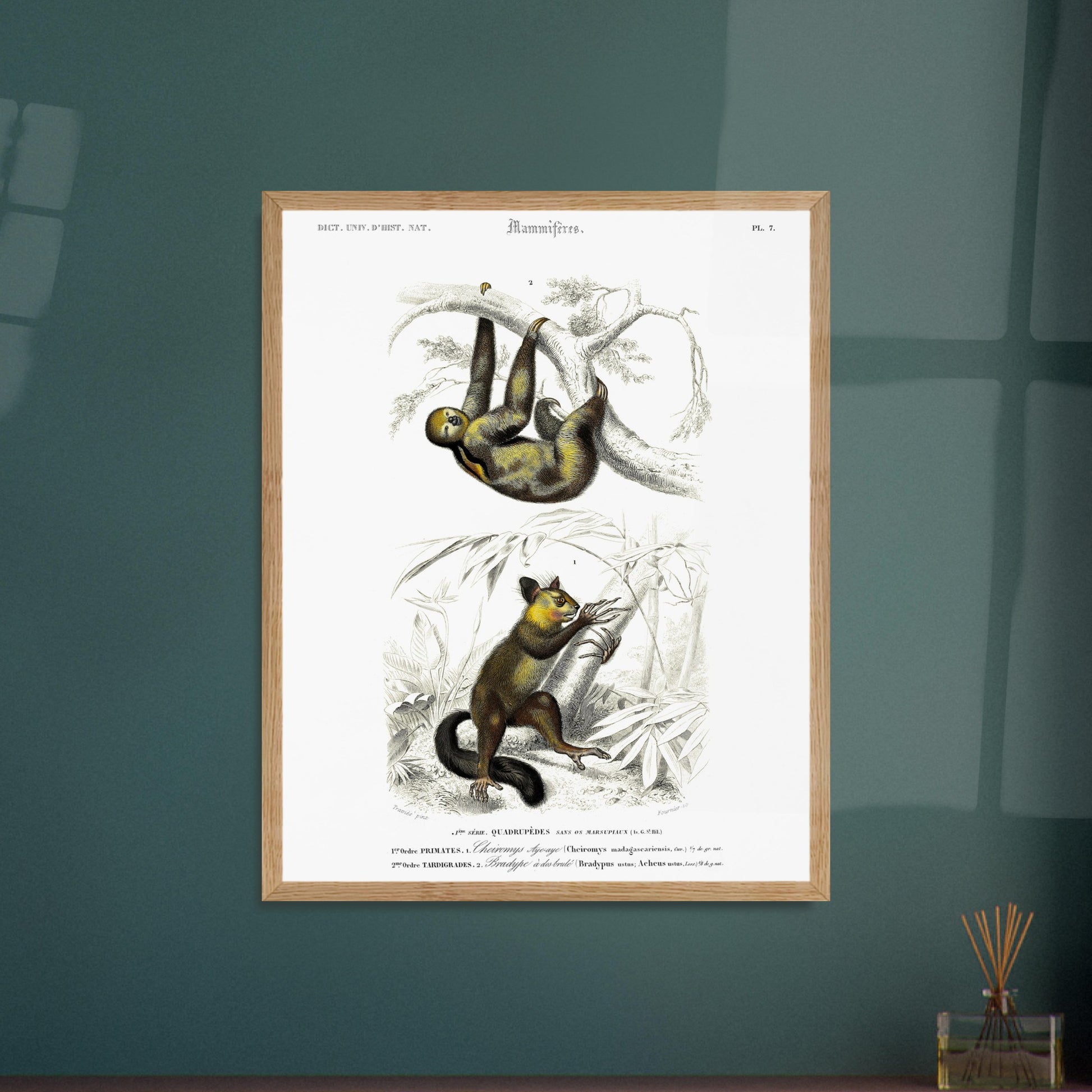 Planche de mammifères : Aye-aye et Bradype par d'Orbigny. Illustration naturaliste du XIXe siècle montrant un paresseux suspendu à une branche en haut et un petit mammifère ressemblant à un lémurien en bas, dans un environnement végétal. Image d'illustration 6