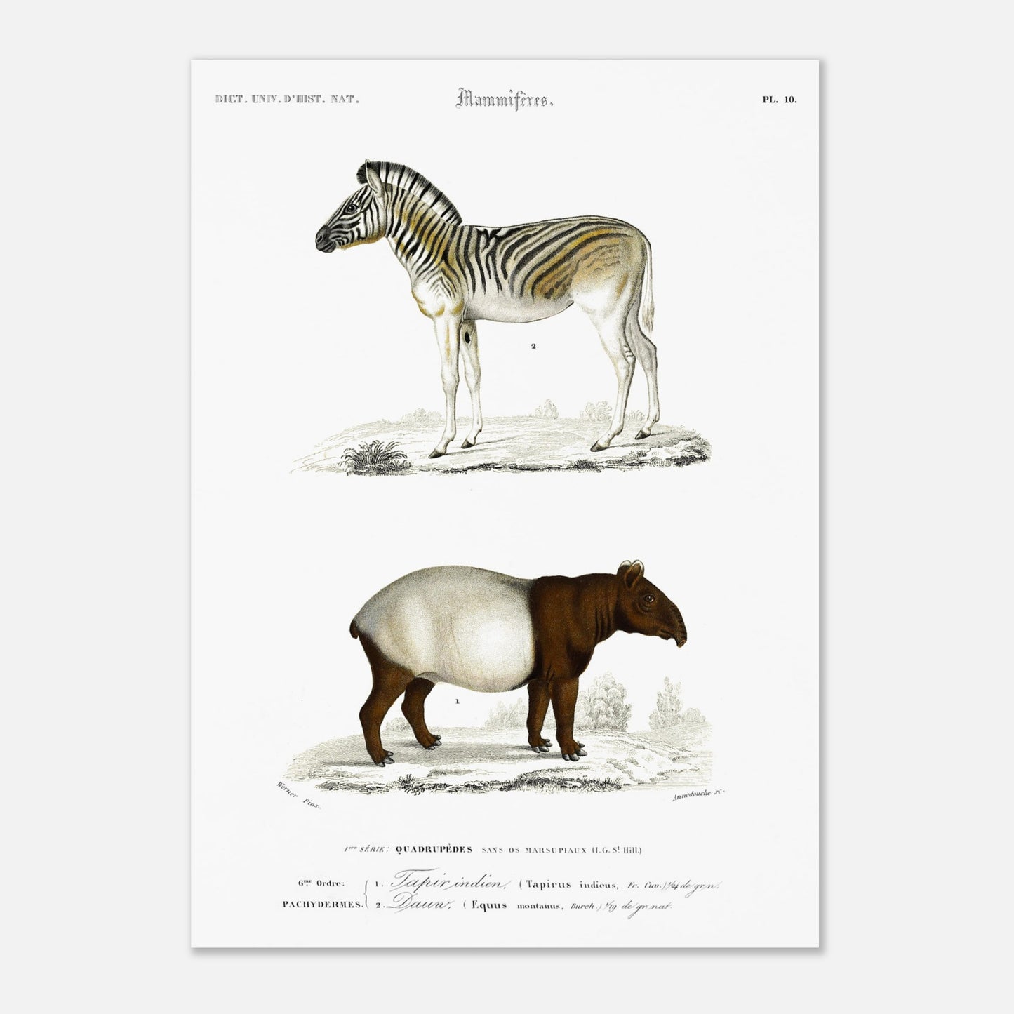 Planche de mammifères : Tapir indien et Zèbre (Dauw) par d'Orbigny (29,7x42 cm (A3)). Gravure de mammifères du XIXe siècle présentant un zèbre et un tapir indien avec ses petit.