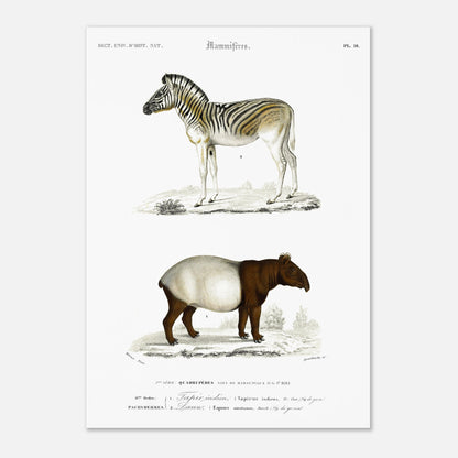 Planche de mammifères : Tapir indien et Zèbre (Dauw) par d'Orbigny (42x59,4 cm (A2)). Gravure de mammifères du XIXe siècle présentant un zèbre et un tapir indien avec ses petit.