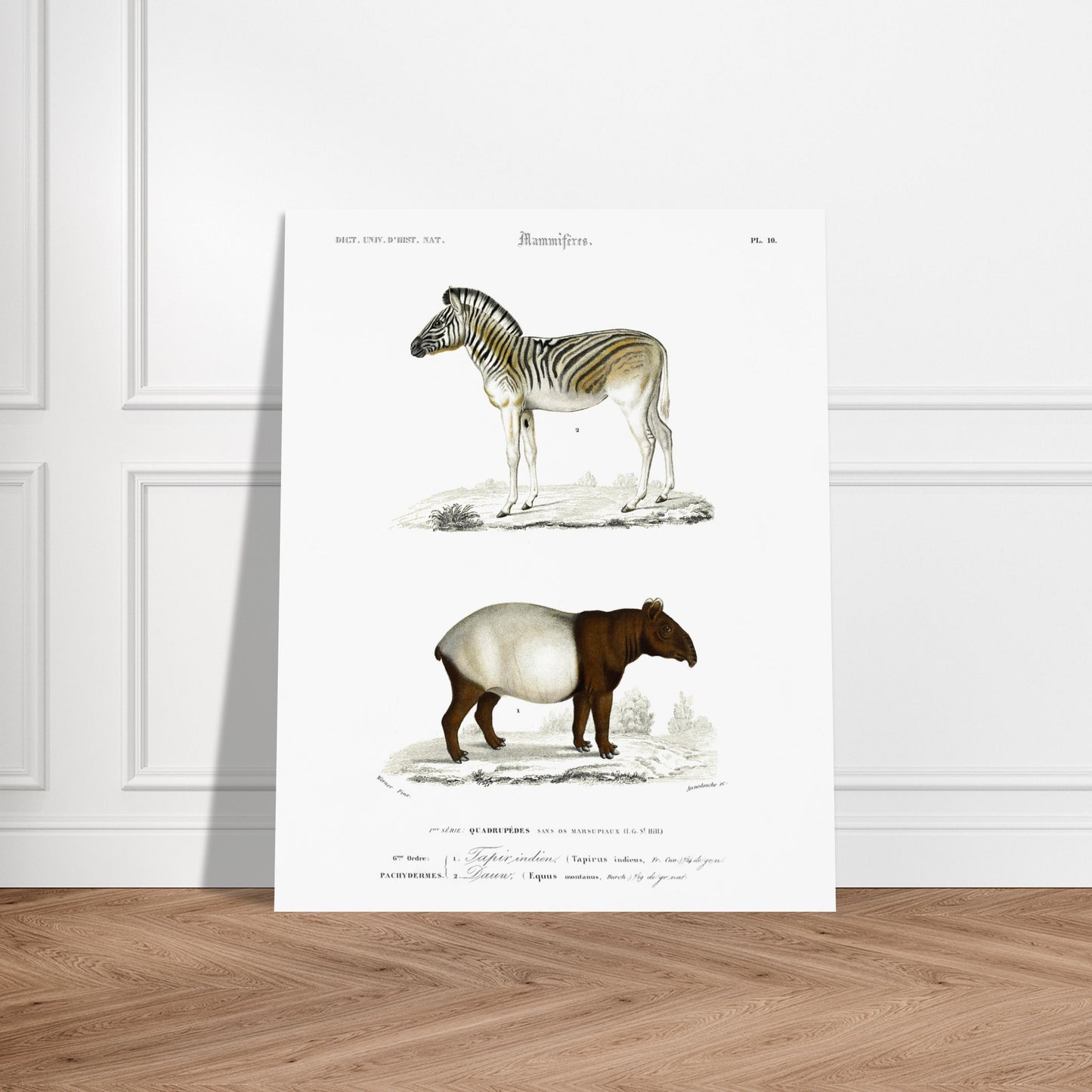 Planche de mammifères : Tapir indien et Zèbre (Dauw) par d'Orbigny. Gravure de mammifères du XIXe siècle présentant un zèbre et un tapir indien avec ses petit. Image d'illustration 5
