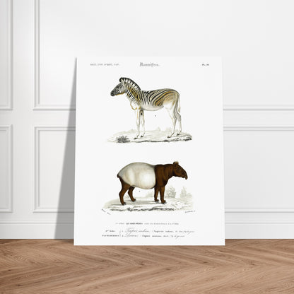 Planche de mammifères : Tapir indien et Zèbre (Dauw) par d'Orbigny. Gravure de mammifères du XIXe siècle présentant un zèbre et un tapir indien avec ses petit. Image d'illustration 5