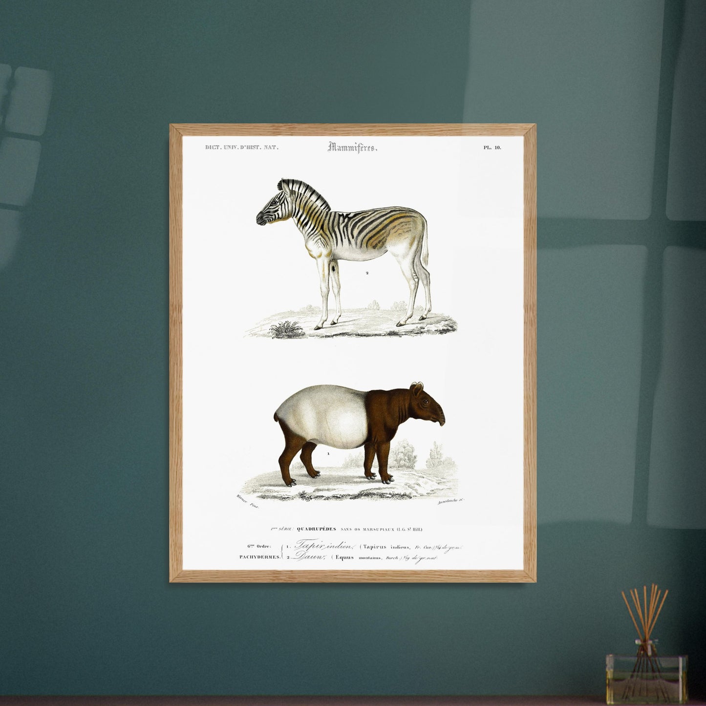 Planche de mammifères : Tapir indien et Zèbre (Dauw) par d'Orbigny. Gravure de mammifères du XIXe siècle présentant un zèbre et un tapir indien avec ses petit. Image d'illustration 6