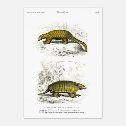 Planche ancienne de mammifères : Tatou Encoubert et Pangolin (29,7x42 cm (A3)). Planche naturaliste ancienne illustrant un tatou encoubert et un pangolin à grosse queue, dans leurs environnements naturels.