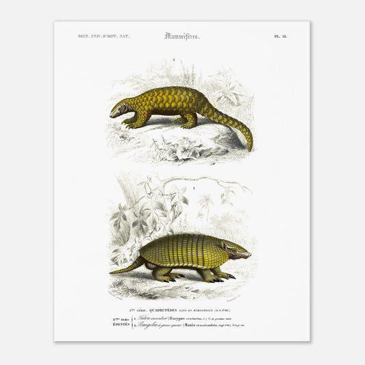 Planche ancienne de mammifères : Tatou Encoubert et Pangolin (40x50 cm). Planche naturaliste ancienne illustrant un tatou encoubert et un pangolin à grosse queue, dans leurs environnements naturels.