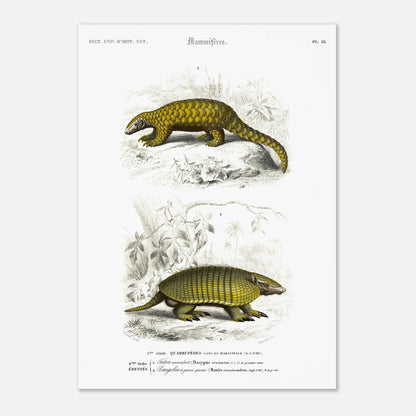 Planche ancienne de mammifères : Tatou Encoubert et Pangolin (42x59,4 cm (A2)). Planche naturaliste ancienne illustrant un tatou encoubert et un pangolin à grosse queue, dans leurs environnements naturels.