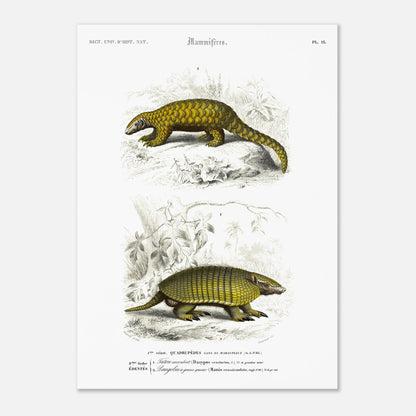 Planche ancienne de mammifères : Tatou Encoubert et Pangolin (50x70 cm). Planche naturaliste ancienne illustrant un tatou encoubert et un pangolin à grosse queue, dans leurs environnements naturels.
