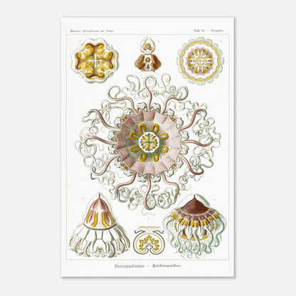 Planche naturaliste de Méduses Peromedusae par Ernst Haeckel (40x60 cm). Dessin illustré du vivant du XIXe siècle montrant plusieurs méduses Peromedusae, avec une grande méduse centrale complexe entourée de spécimens plus petits.