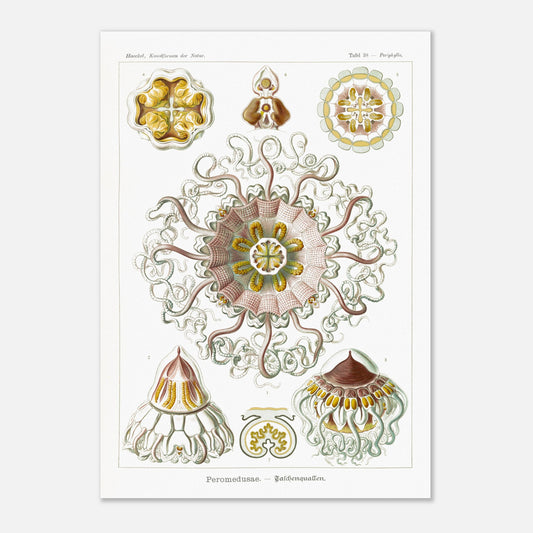 Planche naturaliste de Méduses Peromedusae par Ernst Haeckel (42x59,4 cm (A2)). Dessin illustré du vivant du XIXe siècle montrant plusieurs méduses Peromedusae, avec une grande méduse centrale complexe entourée de spécimens plus petits.