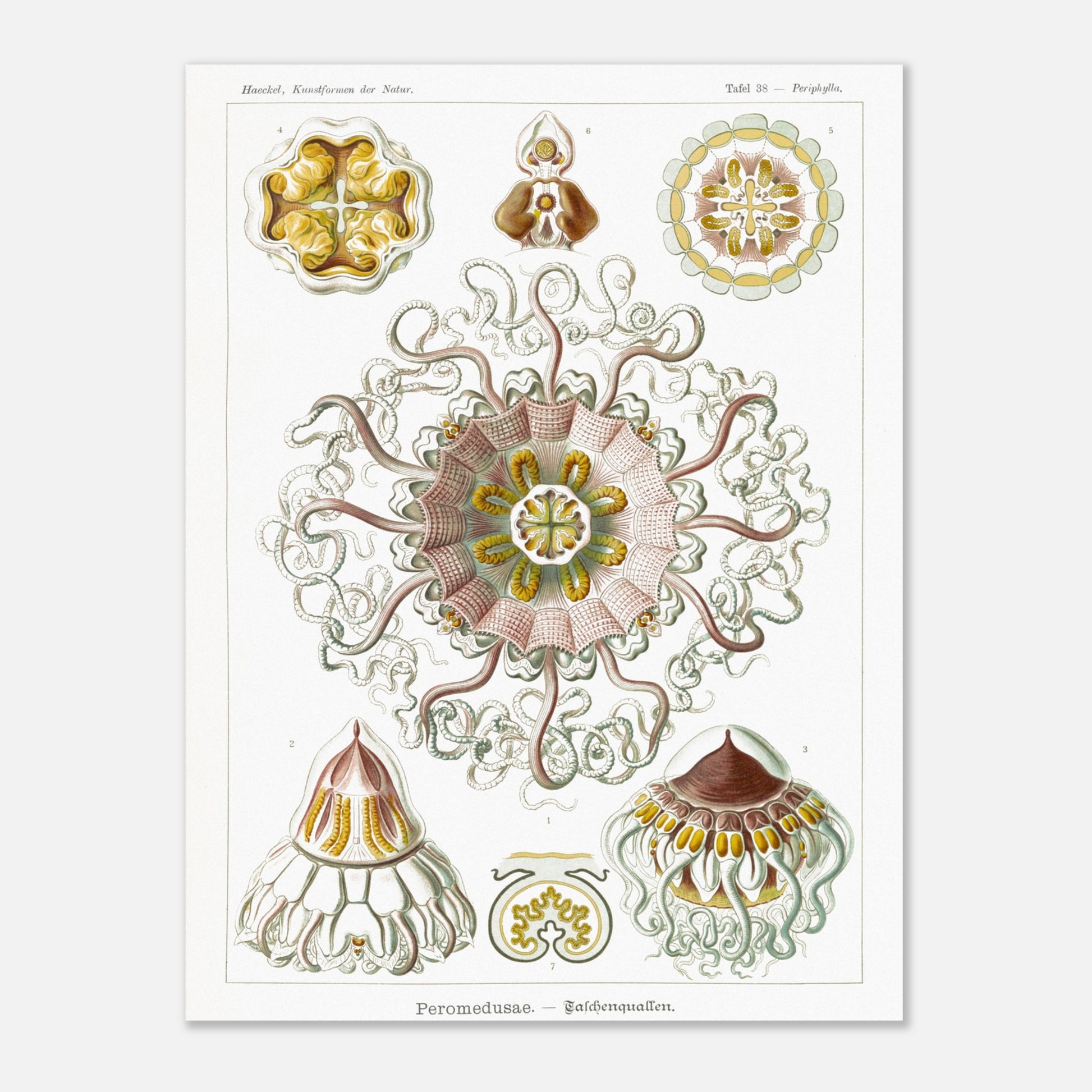 Planche naturaliste de Méduses Peromedusae par Ernst Haeckel. Dessin illustré du vivant du XIXe siècle montrant plusieurs méduses Peromedusae, avec une grande méduse centrale complexe entourée de spécimens plus petits. Image d'illustration 8
