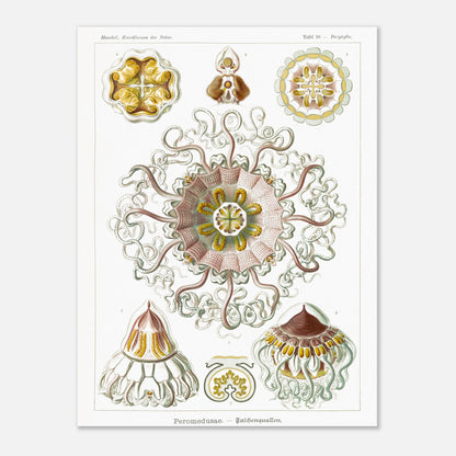 Planche naturaliste de Méduses Peromedusae par Ernst Haeckel. Dessin illustré du vivant du XIXe siècle montrant plusieurs méduses Peromedusae, avec une grande méduse centrale complexe entourée de spécimens plus petits. Image d'illustration 8