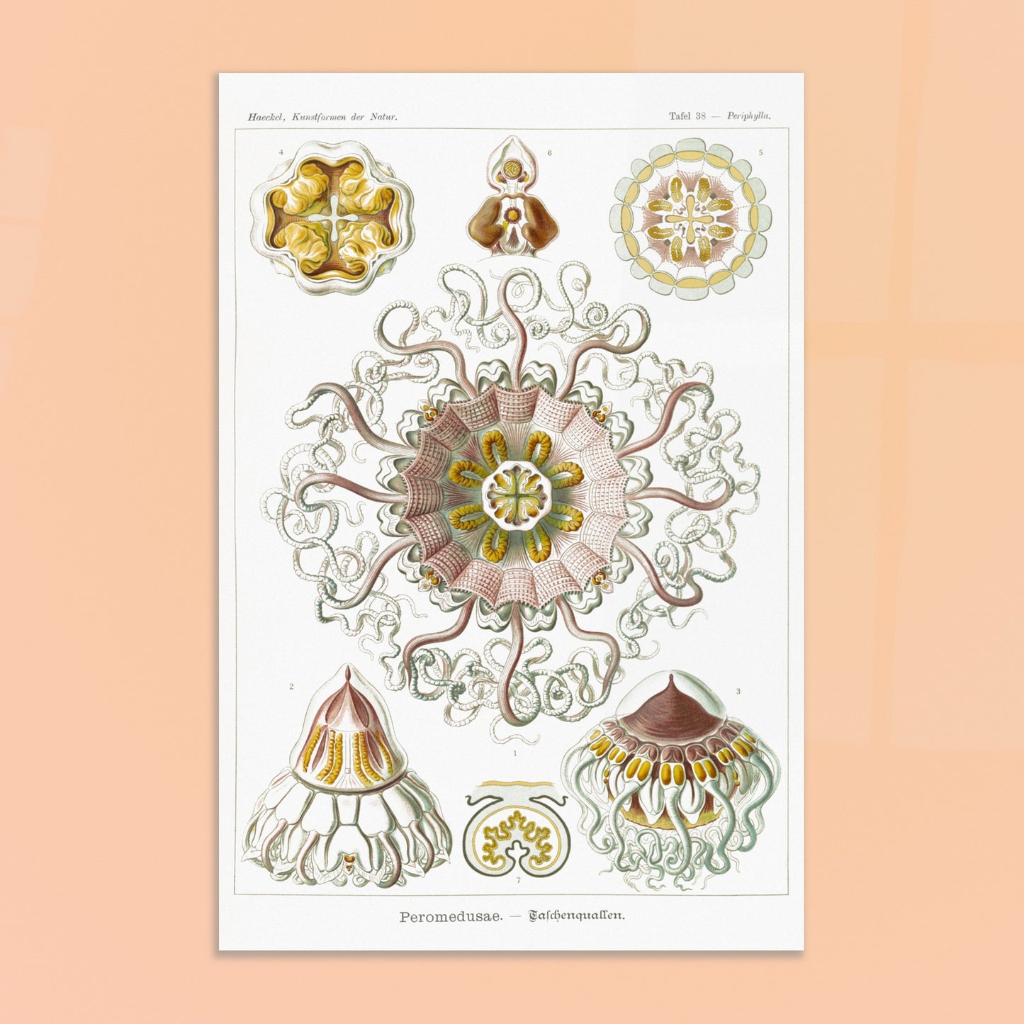 Planche naturaliste de Méduses Peromedusae par Ernst Haeckel. Dessin illustré du vivant du XIXe siècle montrant plusieurs méduses Peromedusae, avec une grande méduse centrale complexe entourée de spécimens plus petits. Image d'illustration 9
