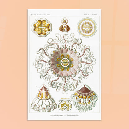 Planche naturaliste de Méduses Peromedusae par Ernst Haeckel. Dessin illustré du vivant du XIXe siècle montrant plusieurs méduses Peromedusae, avec une grande méduse centrale complexe entourée de spécimens plus petits. Image d'illustration 9