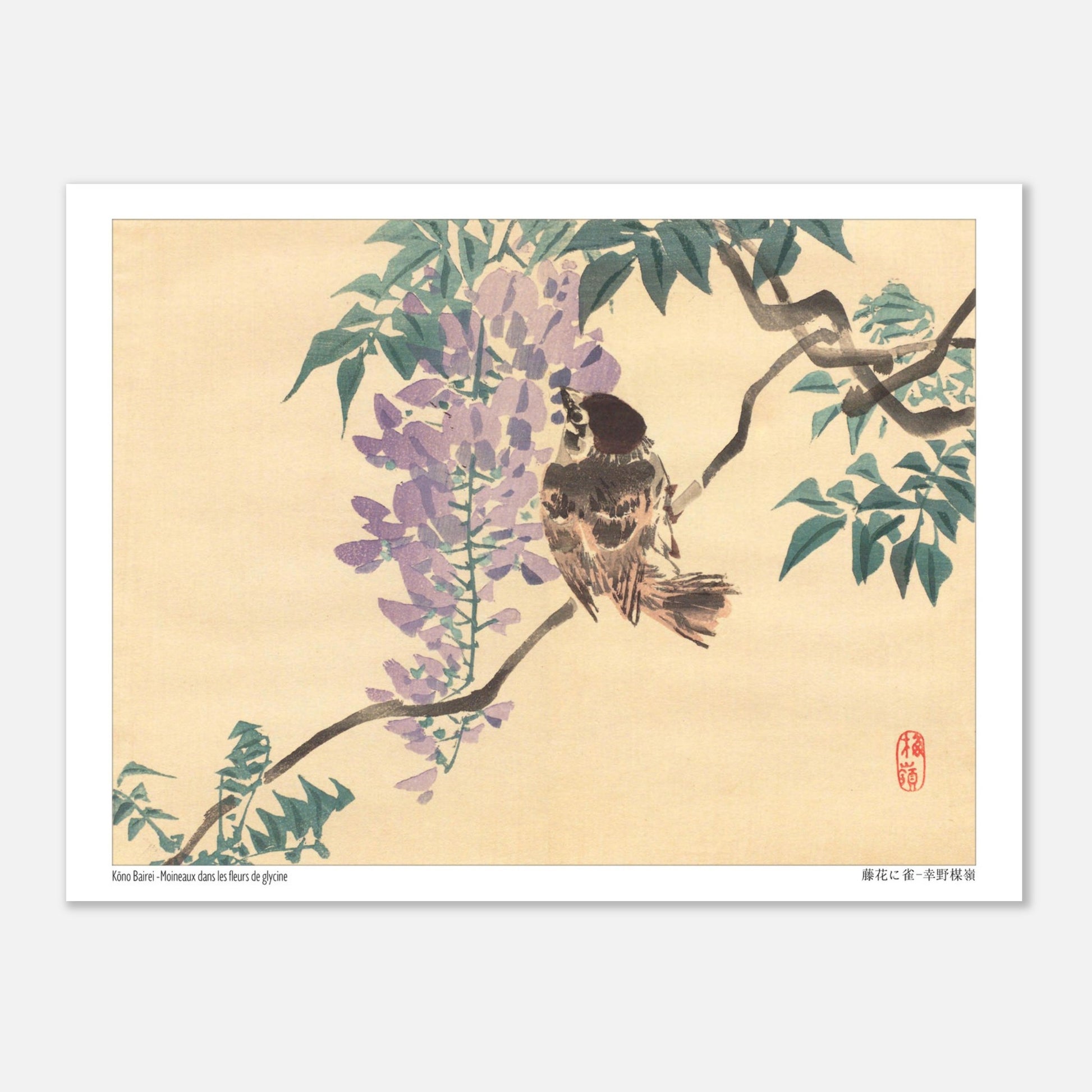 Planche naturaliste : Moineaux et fleurs de glycine par Kōno Bairei (15x20 cm). Illustration naturaliste d'un moineau perché sur une branche de glycine en fleurs, par Kōno Bairei.