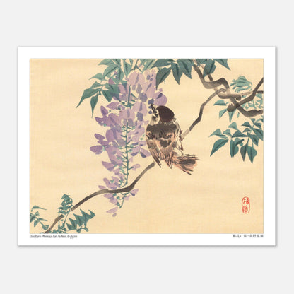 Planche naturaliste : Moineaux et fleurs de glycine par Kōno Bairei (27x35 cm). Illustration naturaliste d'un moineau perché sur une branche de glycine en fleurs, par Kōno Bairei.