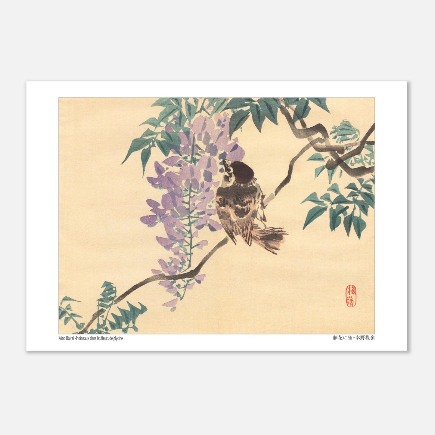 Planche naturaliste : Moineaux et fleurs de glycine par Kōno Bairei (29,7x42 cm (A3)). Illustration naturaliste d'un moineau perché sur une branche de glycine en fleurs, par Kōno Bairei.