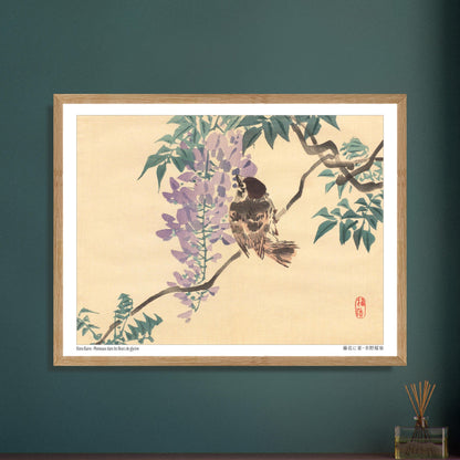 Planche naturaliste : Moineaux et fleurs de glycine par Kōno Bairei. Illustration naturaliste d'un moineau perché sur une branche de glycine en fleurs, par Kōno Bairei. Image d'illustration 5