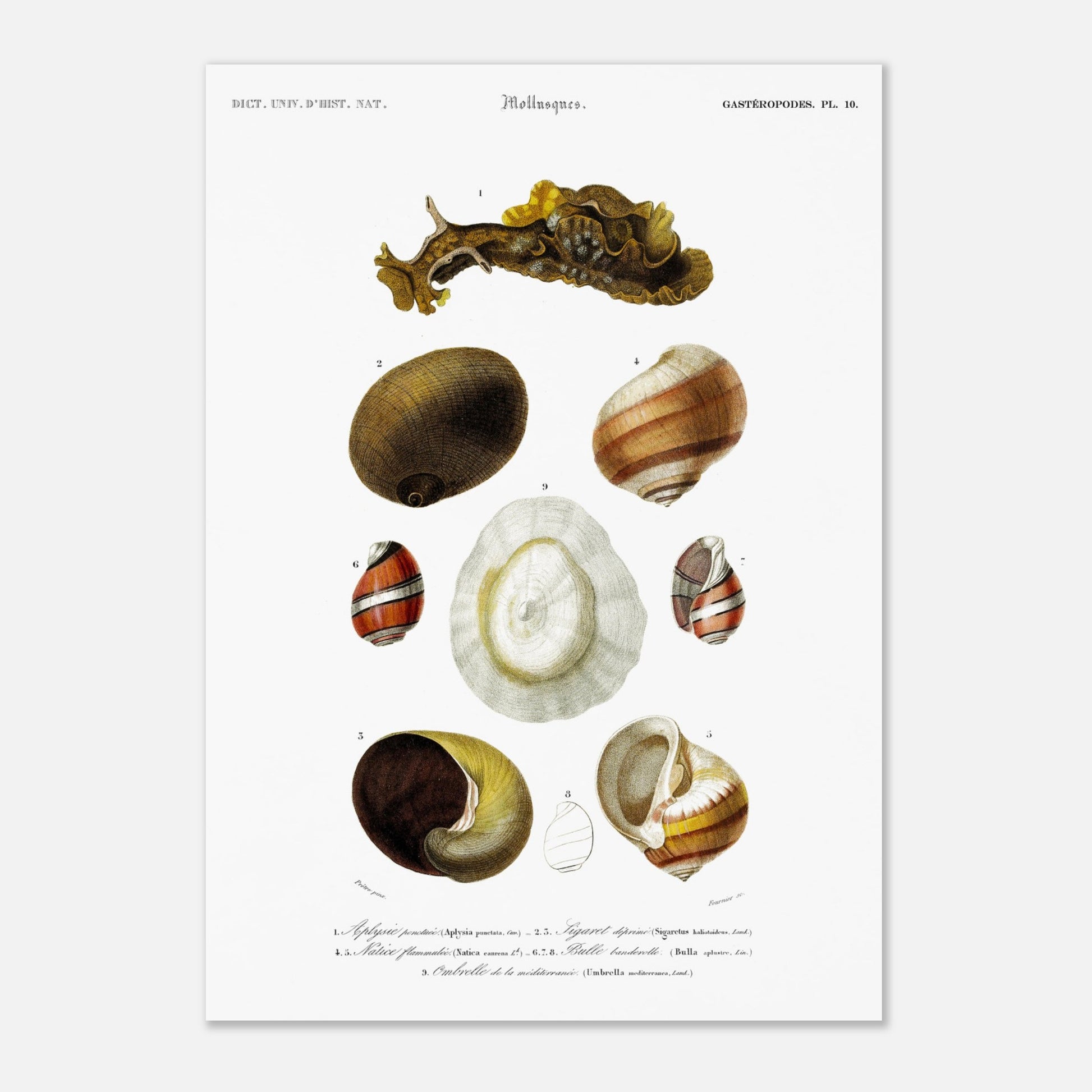 Planche de mollusques et coquillages : Natice flammulée - Charles d'Orbigny (29,7x42 cm (A3)). Illustration scientifique du XIXe siècle représentant divers mollusques, notamment une limace et plusieurs types de coquillages.