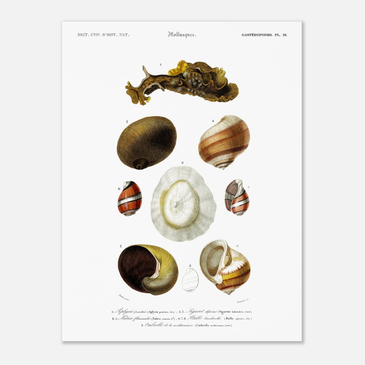 Planche de mollusques et coquillages : Natice flammulée - Charles d'Orbigny (30x40 cm). Illustration scientifique du XIXe siècle représentant divers mollusques, notamment une limace et plusieurs types de coquillages.