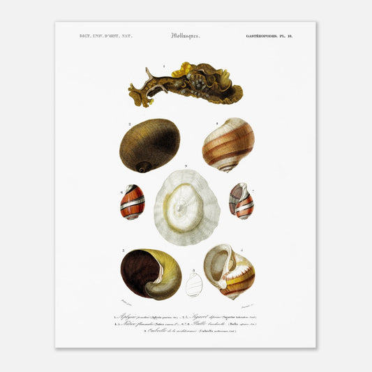 Planche de mollusques et coquillages : Natice flammulée - Charles d'Orbigny (40x50 cm). Illustration scientifique du XIXe siècle représentant divers mollusques, notamment une limace et plusieurs types de coquillages.