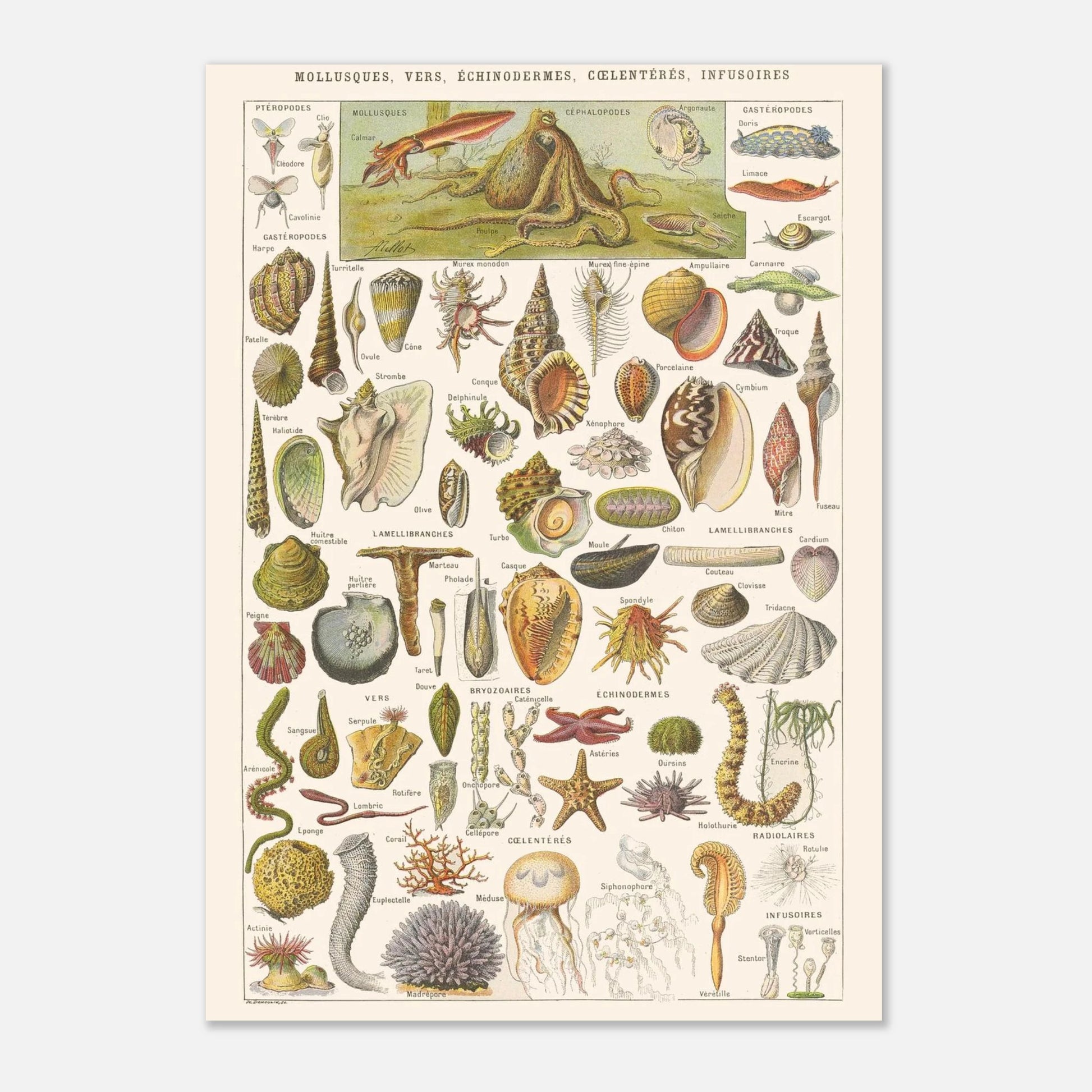 Planche Mollusques et Invertébrés - Illustration Larousse 1910 (21x29,7 cm (A4)). Planche de l'Encyclopédie Larousse de 1910 titrée "Mollusques, Vers, Échinodermes, Cœlentérés, Infusoires", illustrant divers invertébrés marins et d'eau douce, avec leurs noms.