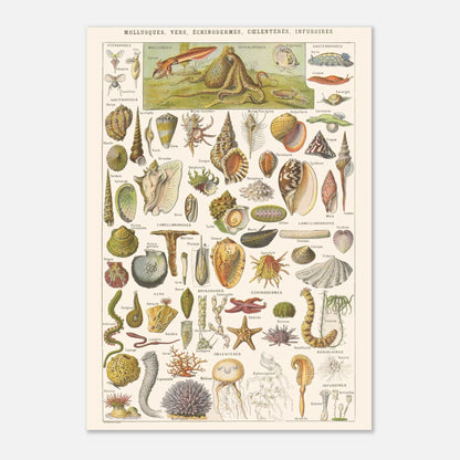 Planche Mollusques et Invertébrés - Illustration Larousse 1910 (21x29,7 cm (A4)). Planche de l'Encyclopédie Larousse de 1910 titrée "Mollusques, Vers, Échinodermes, Cœlentérés, Infusoires", illustrant divers invertébrés marins et d'eau douce, avec leurs noms.