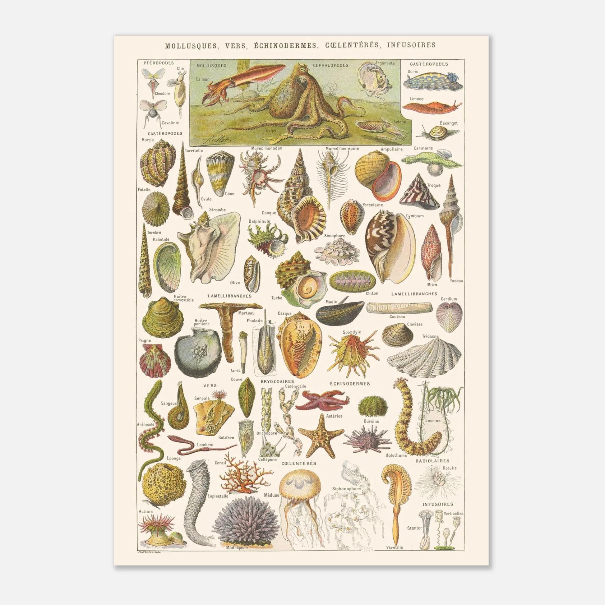 Planche Mollusques et Invertébrés - Illustration Larousse 1910 (42x59,4 cm (A2)). Planche de l'Encyclopédie Larousse de 1910 titrée "Mollusques, Vers, Échinodermes, Cœlentérés, Infusoires", illustrant divers invertébrés marins et d'eau douce, avec leurs noms.