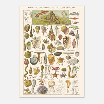 Planche Mollusques et Invertébrés - Illustration Larousse 1910 (42x59,4 cm (A2)). Planche de l'Encyclopédie Larousse de 1910 titrée "Mollusques, Vers, Échinodermes, Cœlentérés, Infusoires", illustrant divers invertébrés marins et d'eau douce, avec leurs noms.