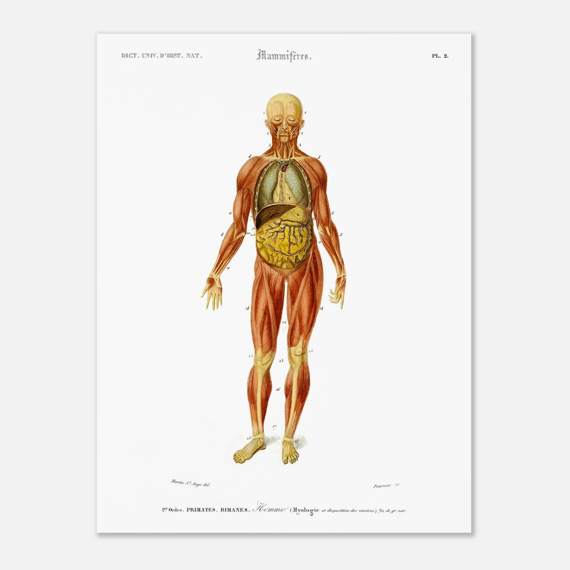 Planche anatomique : Myologie et splanchnologie de l'Homme par d'Orbigny (30x40 cm). Planche d'anatomie d'un corps humain masculin montrant les muscles, les organes internes et les os, avec des numéros de référence.