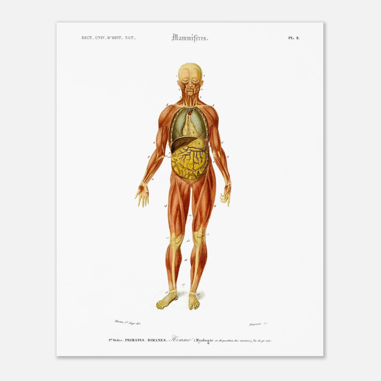 Planche anatomique : Myologie et splanchnologie de l'Homme par d'Orbigny (40x50 cm). Planche d'anatomie d'un corps humain masculin montrant les muscles, les organes internes et les os, avec des numéros de référence.