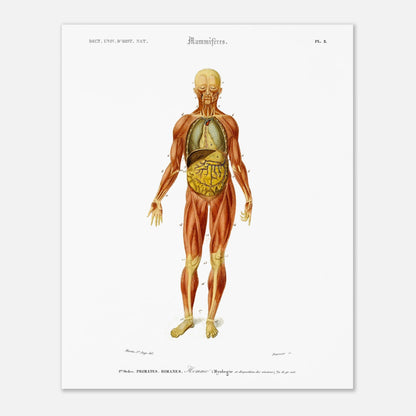 Planche anatomique : Myologie et splanchnologie de l'Homme par d'Orbigny (40x50 cm). Planche d'anatomie d'un corps humain masculin montrant les muscles, les organes internes et les os, avec des numéros de référence.