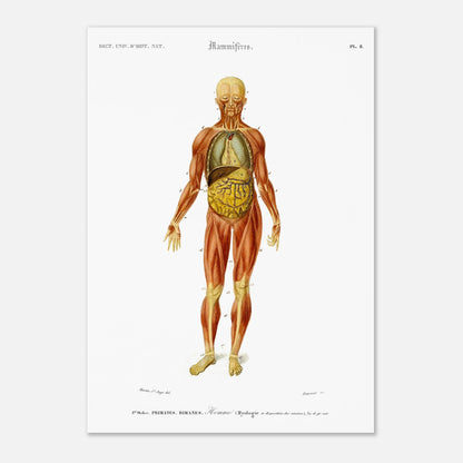 Planche anatomique : Myologie et splanchnologie de l'Homme par d'Orbigny (42x59,4 cm (A2)). Planche d'anatomie d'un corps humain masculin montrant les muscles, les organes internes et les os, avec des numéros de référence.