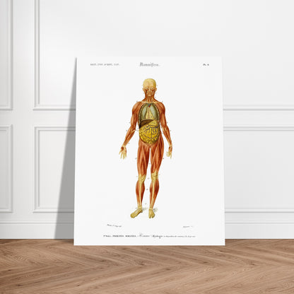 Planche anatomique : Myologie et splanchnologie de l'Homme par d'Orbigny. Planche d'anatomie d'un corps humain masculin montrant les muscles, les organes internes et les os, avec des numéros de référence. Image d'illustration 5