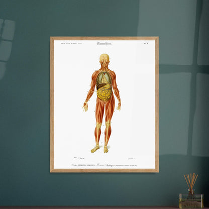 Planche anatomique : Myologie et splanchnologie de l'Homme par d'Orbigny. Planche d'anatomie d'un corps humain masculin montrant les muscles, les organes internes et les os, avec des numéros de référence. Image d'illustration 6