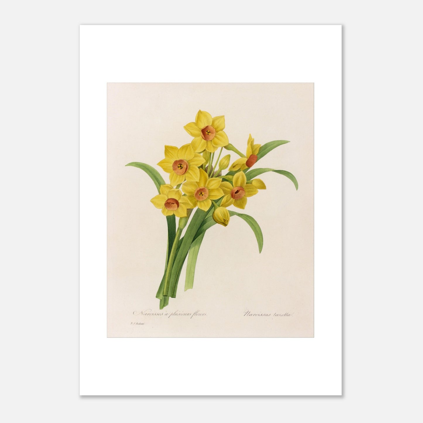 Planche botanique Narcisse à Plusieurs Fleurs par Pierre-Joseph Redouté (21x29,7 cm (A4)). Planche botanique de Pierre-Joseph Redouté représentant un bouquet de narcisses jaunes avec des cœurs orangés, accompagnés de feuilles vertes.