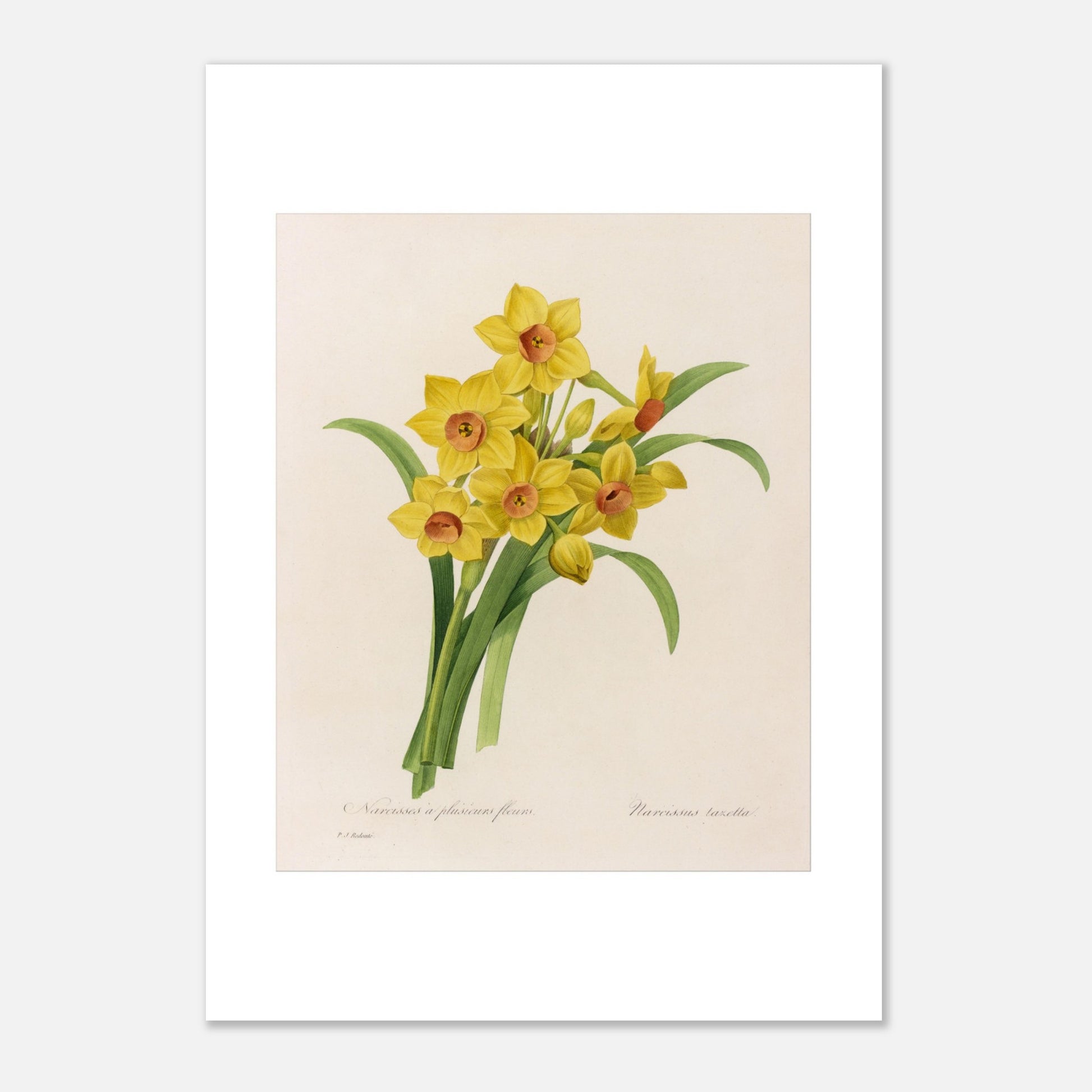 Planche botanique Narcisse à Plusieurs Fleurs par Pierre-Joseph Redouté (21x29,7 cm (A4)). Planche botanique de Pierre-Joseph Redouté représentant un bouquet de narcisses jaunes avec des cœurs orangés, accompagnés de feuilles vertes.