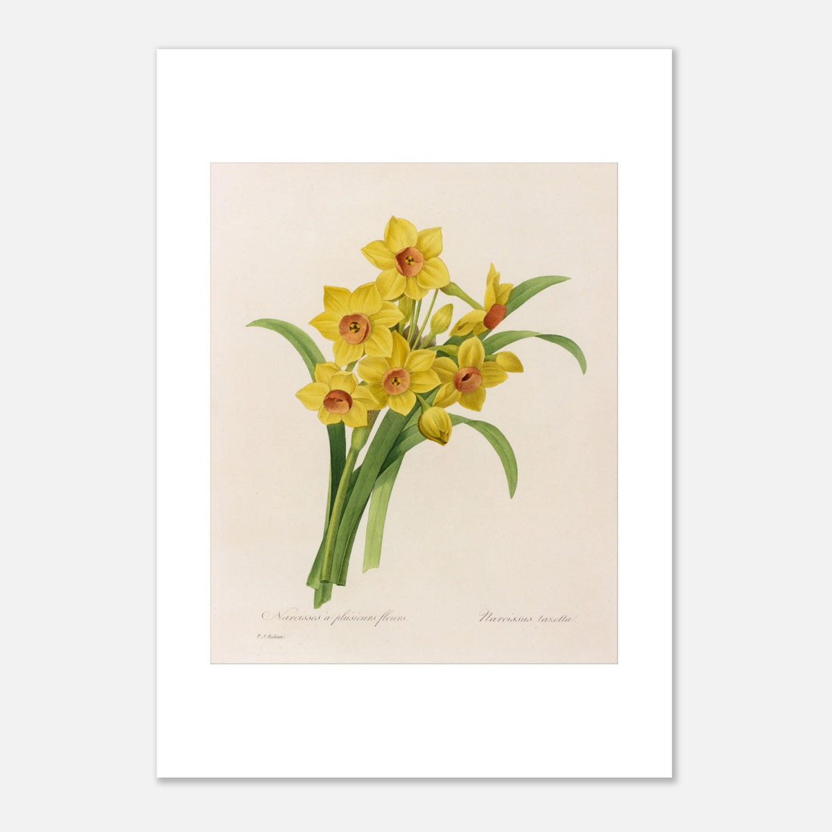 Botanical Plate Many-Flowered Narcissus by Pierre-Joseph Redouté (21x29,7 cm (A4) / 8.3x11.7″). Botanical plate by Pierre-Joseph Redouté depicting a bouquet of yellow daffodils with orange centers, accompanied by green leaves.