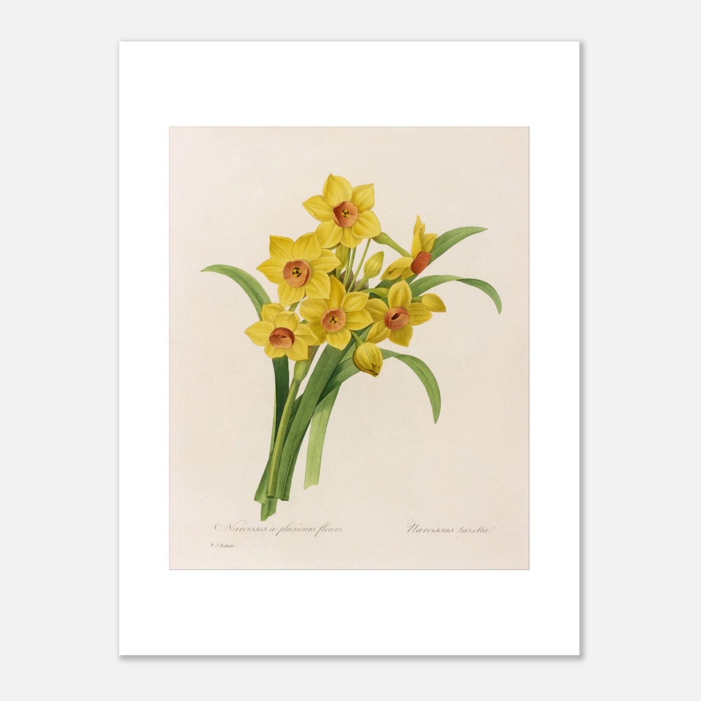 Planche botanique Narcisse à Plusieurs Fleurs par Pierre-Joseph Redouté (30x40 cm). Planche botanique de Pierre-Joseph Redouté représentant un bouquet de narcisses jaunes avec des cœurs orangés, accompagnés de feuilles vertes.