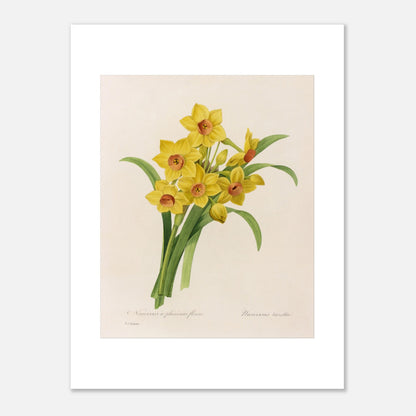 Planche botanique Narcisse à Plusieurs Fleurs par Pierre-Joseph Redouté (30x40 cm). Planche botanique de Pierre-Joseph Redouté représentant un bouquet de narcisses jaunes avec des cœurs orangés, accompagnés de feuilles vertes.