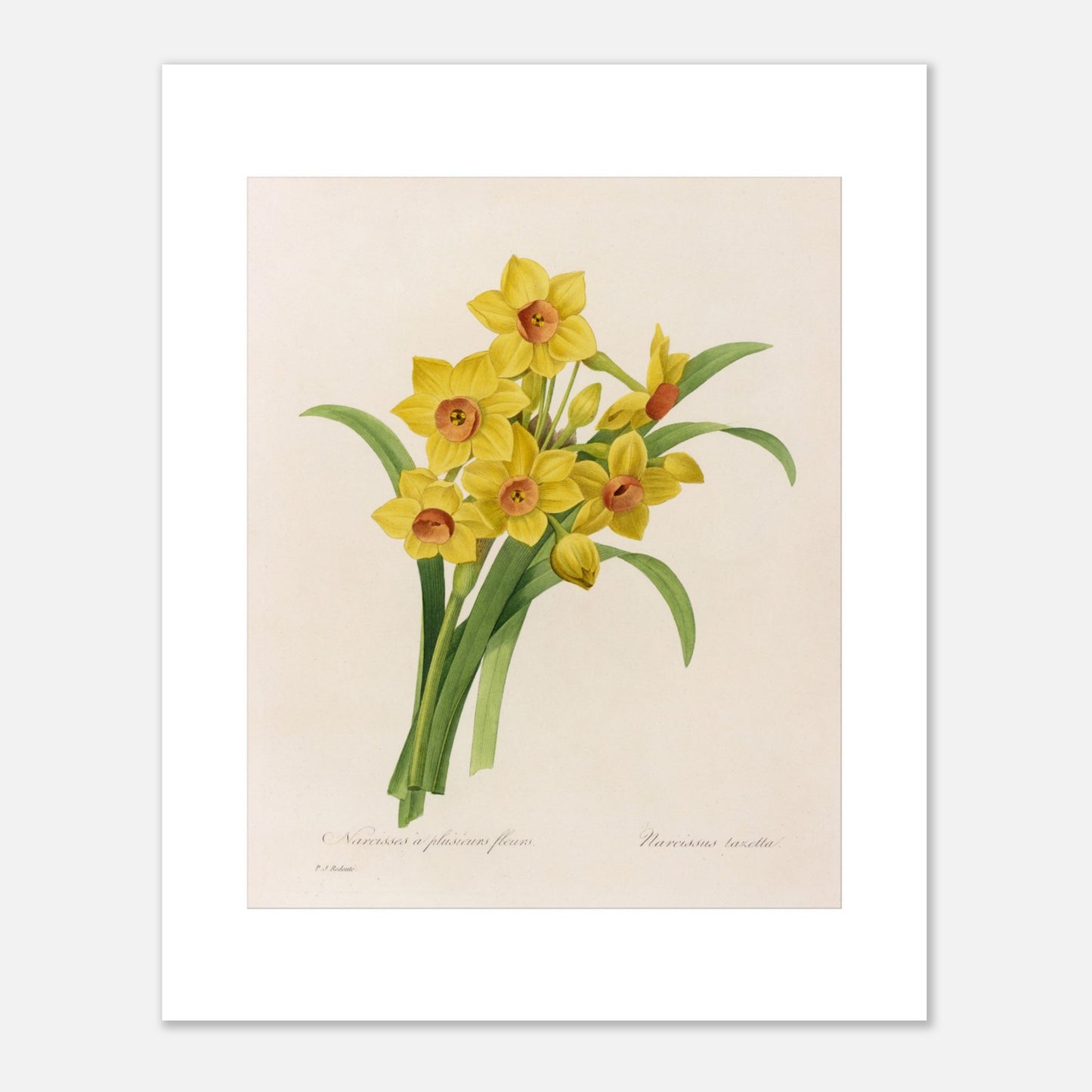 Planche botanique Narcisse à Plusieurs Fleurs par Pierre-Joseph Redouté (40x50 cm). Planche botanique de Pierre-Joseph Redouté représentant un bouquet de narcisses jaunes avec des cœurs orangés, accompagnés de feuilles vertes.