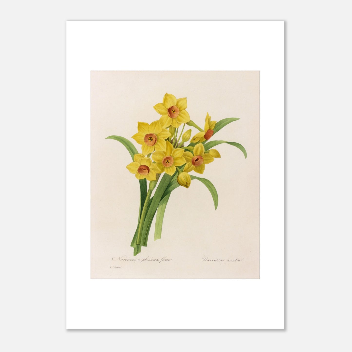 Planche botanique Narcisse à Plusieurs Fleurs par Pierre-Joseph Redouté (42x59,4 cm (A2)). Planche botanique de Pierre-Joseph Redouté représentant un bouquet de narcisses jaunes avec des cœurs orangés, accompagnés de feuilles vertes.